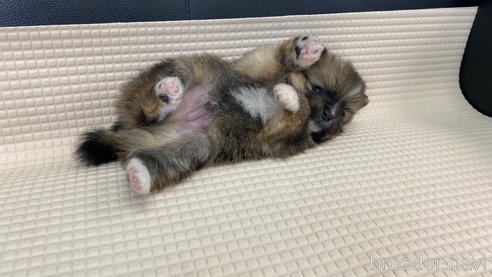 成約済の兵庫県のポメラニアン-311235の11枚目
